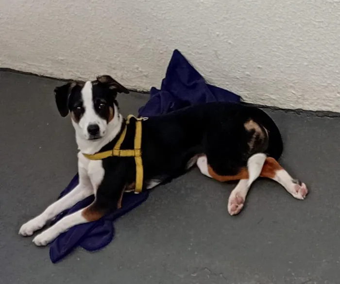 Cachorro raça SRD-ViraLata idade 7 a 11 meses nome susi