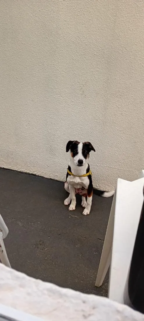 Cachorro raça SRD-ViraLata idade 7 a 11 meses nome susi