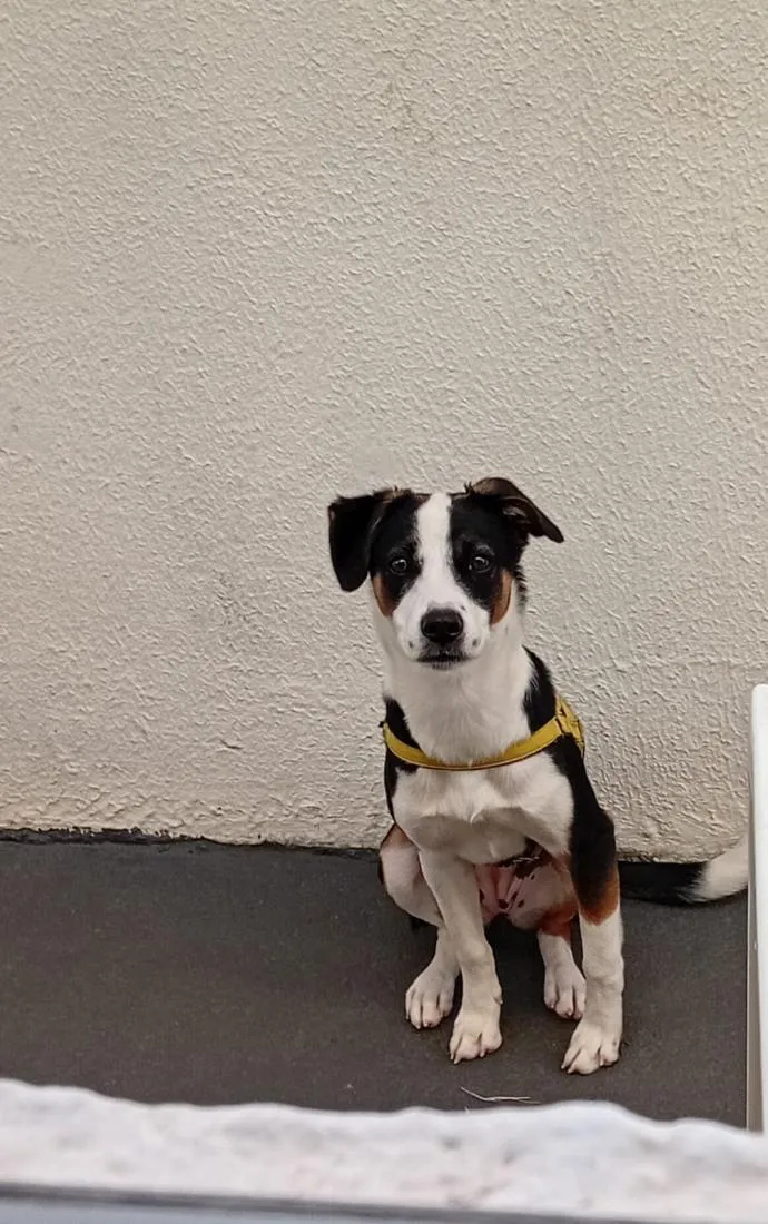 Cachorro raça SRD-ViraLata idade 7 a 11 meses nome susi