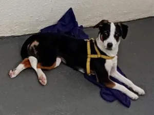 Cachorro raça SRD-ViraLata idade 7 a 11 meses nome susi