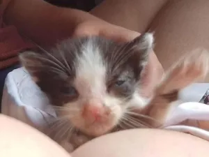 Gato raça SRD-ViraLata idade Abaixo de 2 meses nome Branquinha