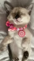 mia