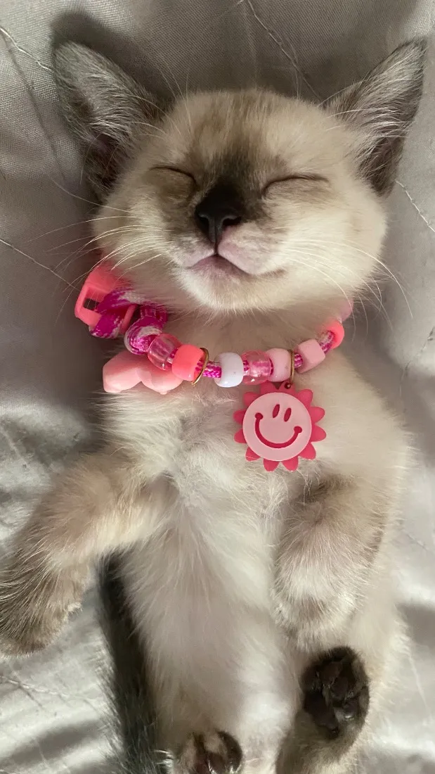 Gato raça SRD-ViraLata idade 2 a 6 meses nome mia