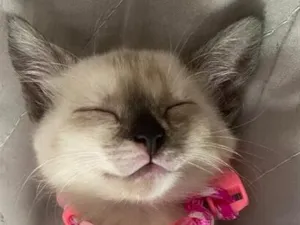Gato raça SRD-ViraLata idade 2 a 6 meses nome mia