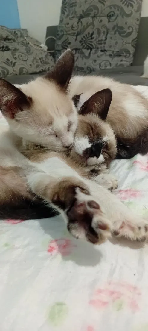 Gato raça Siamês idade 2 a 6 meses nome Sem nome ( fica a critério de quem adotar )