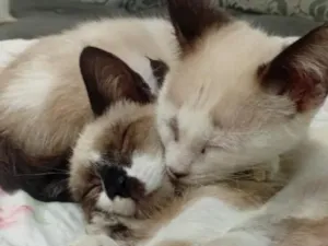 Gato raça Siamês idade 2 a 6 meses nome Sem nome ( fica a critério de quem adotar )