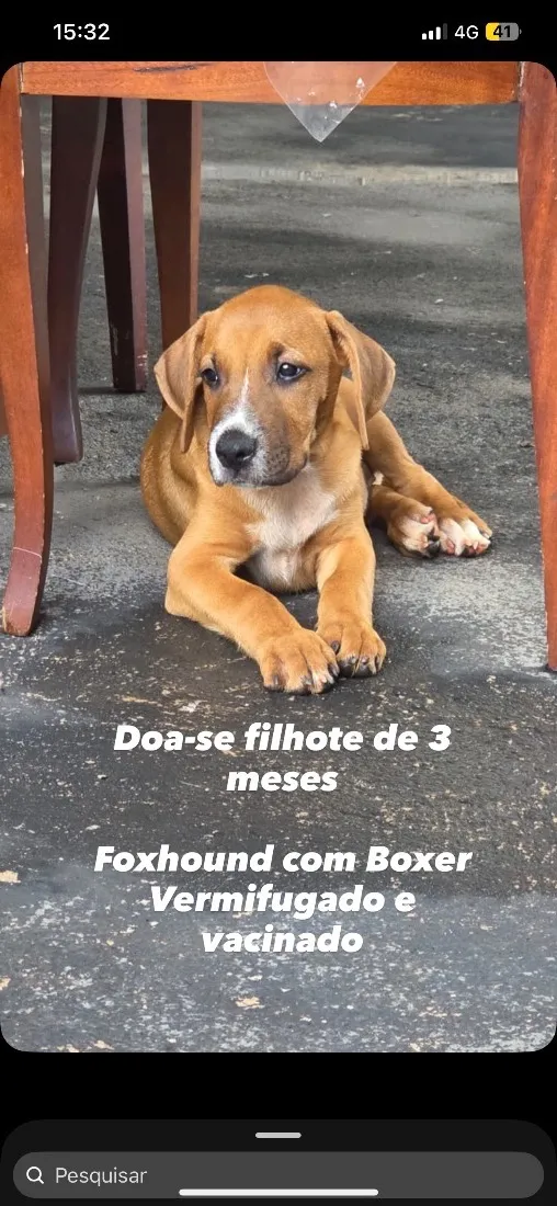 Cachorro raça FOXHOUND COM BOXER idade 2 a 6 meses nome Ralff