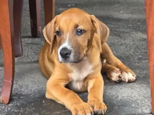 Cachorro raça FOXHOUND COM BOXER idade 2 a 6 meses nome Ralff