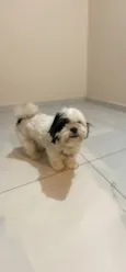 Bela