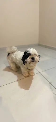 Cachorro raça Lhasa Apso idade 5 anos nome Bela