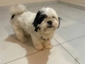 Cachorro raça Lhasa Apso idade 5 anos nome Bela