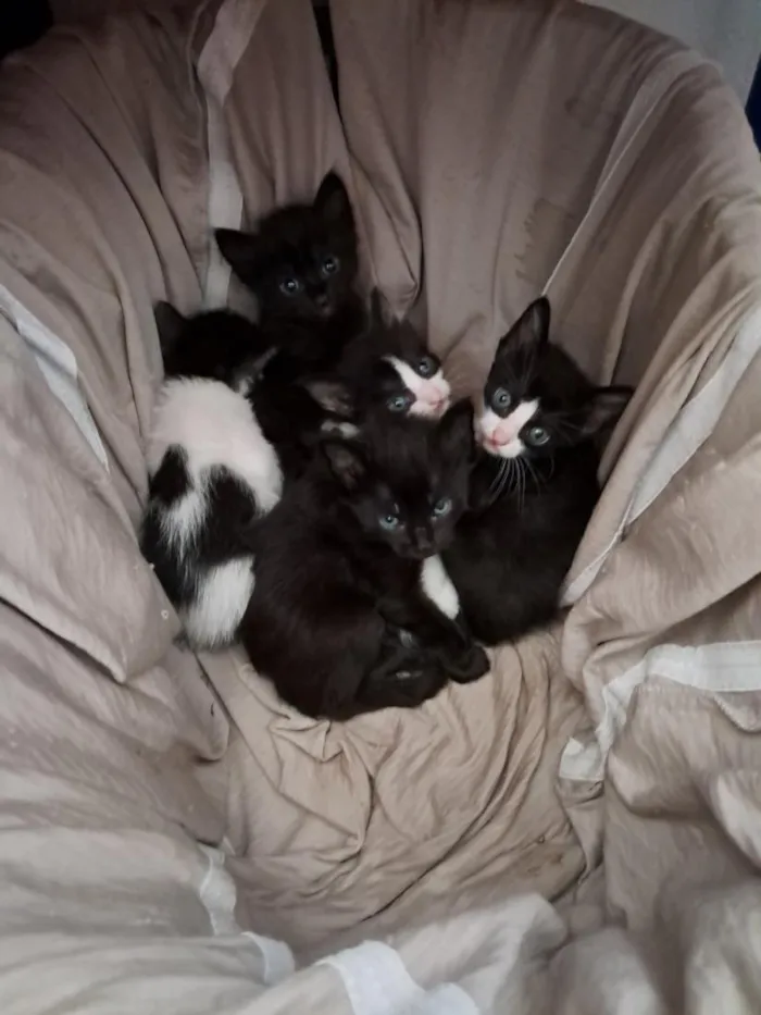 Gato raça SRD-ViraLata idade Abaixo de 2 meses nome filhotes
