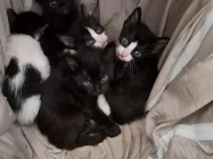 Gato raça SRD-ViraLata idade Abaixo de 2 meses nome filhotes