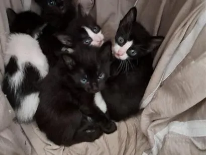 Gato raça SRD-ViraLata idade Abaixo de 2 meses nome filhotes