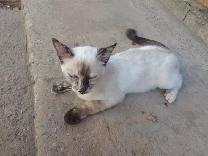Gato raça Siamês idade 2 a 6 meses nome Bella