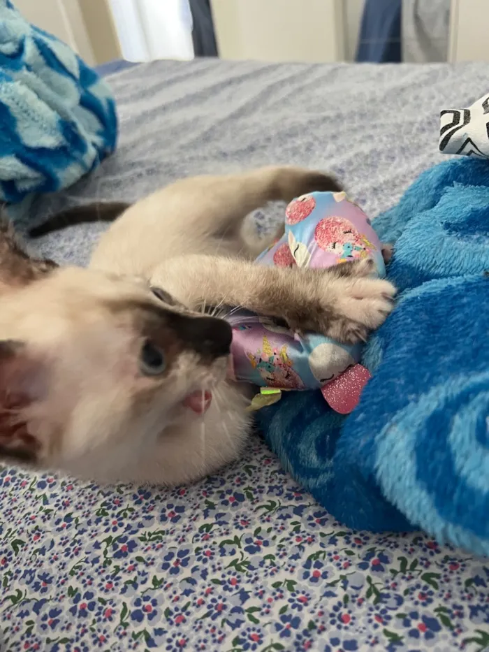 Gato raça Siamês idade 2 a 6 meses nome Shakira