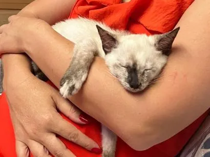 Gato raça Siamês idade 2 a 6 meses nome Shakira