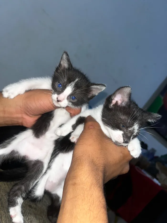 Gato raça SRD-ViraLata idade 2 a 6 meses nome Não possui nome