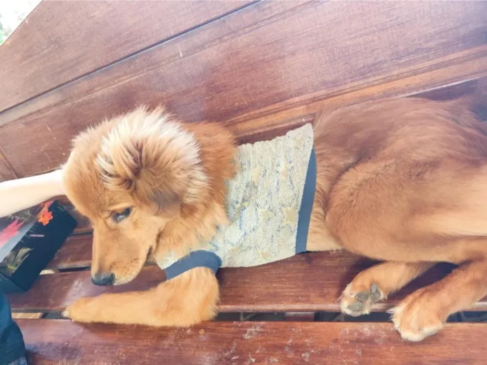 Cachorro raça SRD-ViraLata idade 1 ano nome Cookie