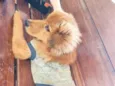 Cookie