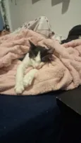 Fiapo