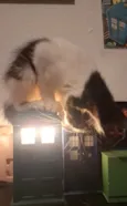 Fiapo