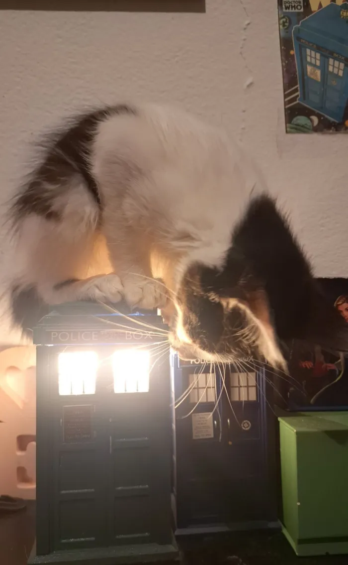 Gato raça Frajola  idade 2 a 6 meses nome Fiapo