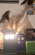 Fiapo