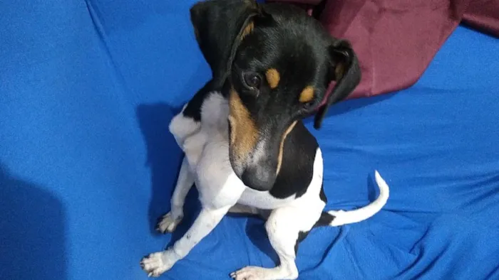 Cachorro raça SRD-ViraLata idade 2 anos nome Uzi