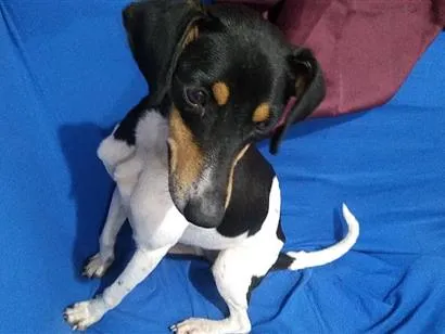 Cachorro raça SRD-ViraLata idade 2 anos nome Uzi