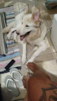 Lobo