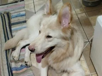 Cachorro raça Pastor Alemão idade 1 ano nome Lobo