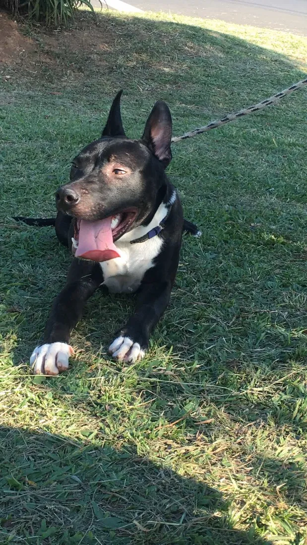 Cachorro raça Pit-Bull idade 2 anos nome Theo