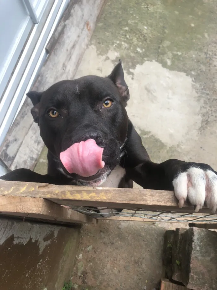 Cachorro raça Pit-Bull idade 2 anos nome Theo