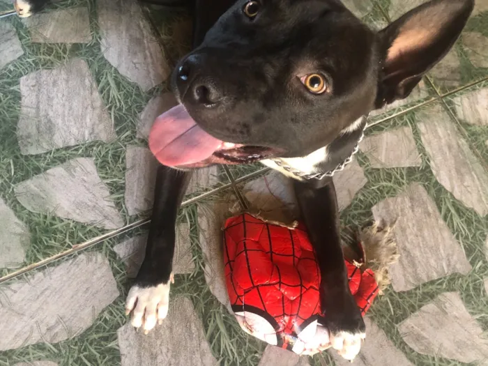Cachorro raça Pit-Bull idade 2 anos nome Theo