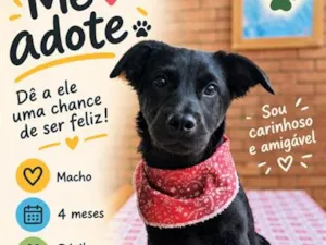 Cachorro raça SRD-ViraLata idade 2 a 6 meses nome Jorge Black