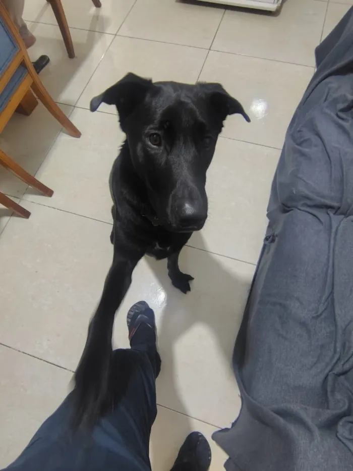Cachorro raça SRD-ViraLata idade 1 ano nome Bob