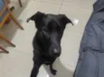 Bob