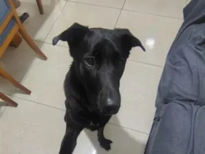 Cachorro raça SRD-ViraLata idade 1 ano nome Bob