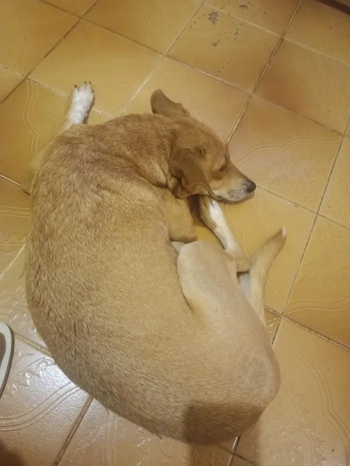 Cachorro raça SRD-ViraLata idade 4 anos nome Lhaila