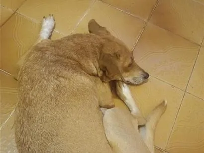 Cachorro raça SRD-ViraLata idade 4 anos nome Lhaila
