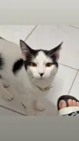 Chico