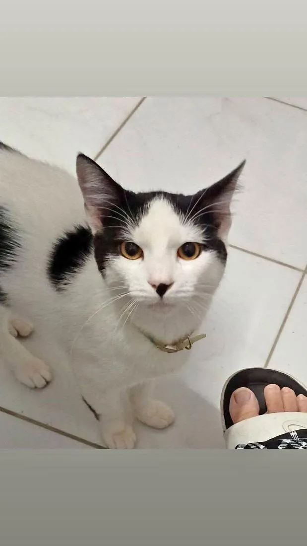 Gato raça SRD-ViraLata idade 7 a 11 meses nome Chico