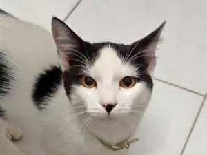 Gato raça SRD-ViraLata idade 7 a 11 meses nome Chico