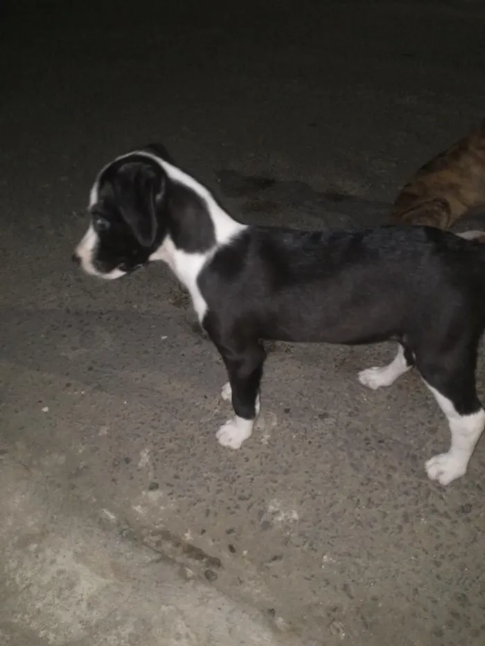 Cachorro raça SRD-ViraLata idade 2 a 6 meses nome Lunna