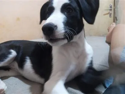Cachorro raça SRD-ViraLata idade 2 a 6 meses nome Lunna
