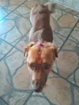 amora 