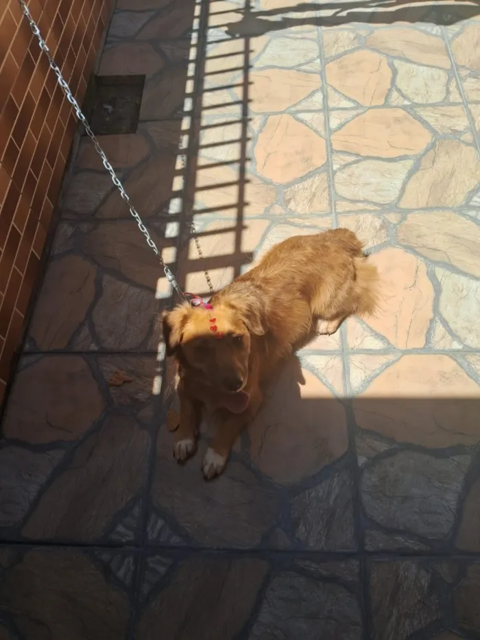 Cachorro raça SRD-ViraLata idade 3 anos nome amora 