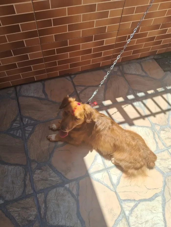 Cachorro raça SRD-ViraLata idade 3 anos nome amora 
