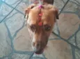 amora 